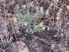 Heterotheca polothrix