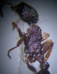 Myrmica gallienii