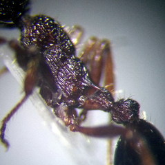 Myrmica gallienii