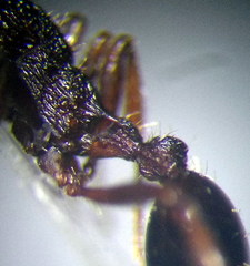 Myrmica gallienii