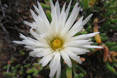 Dicrocaulon ramulosum