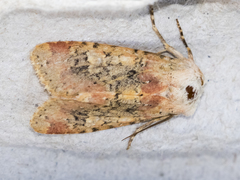 Polymixis argillaceago