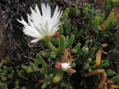 Dicrocaulon ramulosum