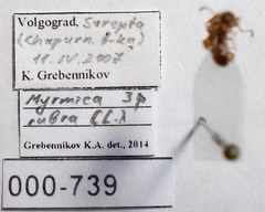 Myrmica rubra