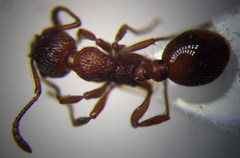 Myrmica rubra
