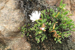 Dicrocaulon ramulosum