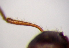 Myrmica rubra