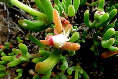 Dicrocaulon ramulosum
