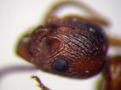 Myrmica rubra