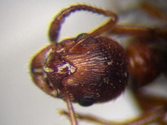 Myrmica rubra