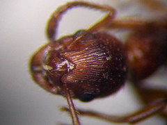 Myrmica rubra