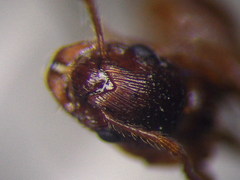 Myrmica rubra