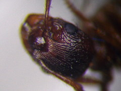 Myrmica rubra
