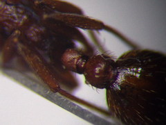 Myrmica rubra