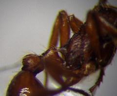 Myrmica rubra