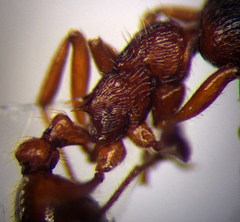 Myrmica rubra