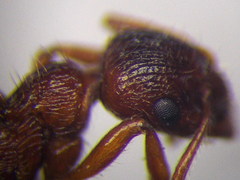 Myrmica rubra