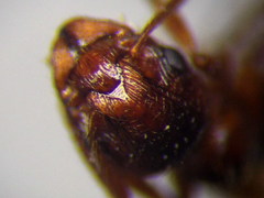 Myrmica rubra
