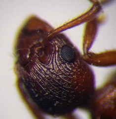 Myrmica rubra