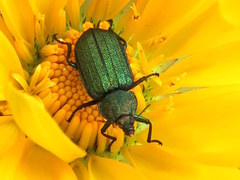 Melyris viridis