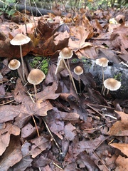 Psathyrella gracilis
