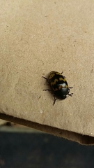 Iphiclus abdominalis