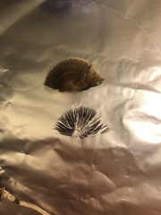 Psathyrella gracilis