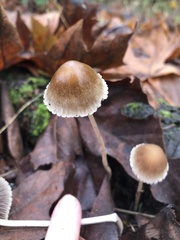 Psathyrella gracilis