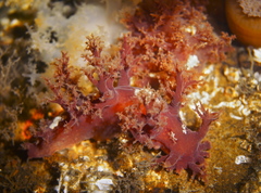 Dendronotus lacteus