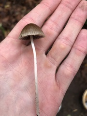 Psathyrella gracilis