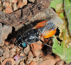 Odontomyia flavissima