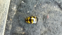 Iphiclus abdominalis