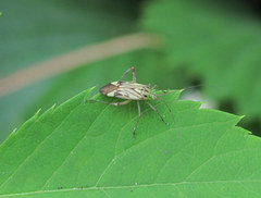 Closterotomus costae