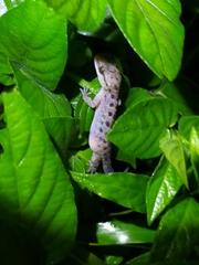 Cyrtodactylus marmoratus