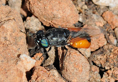 Odontomyia flavissima