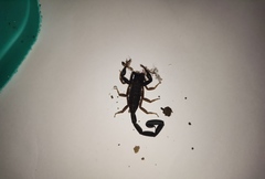 Centruroides tapachulaensis