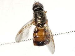 Brachycara slossonae