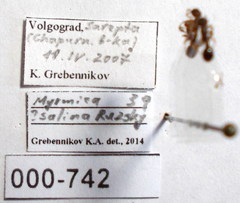 Myrmica sabuleti