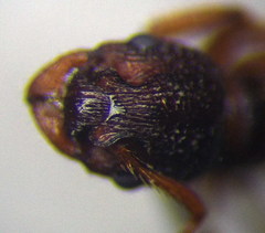 Myrmica sabuleti