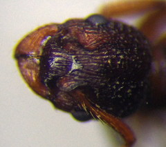 Myrmica sabuleti