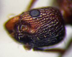 Myrmica sabuleti