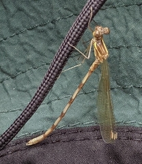 Platystictidae