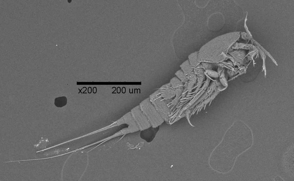 Heterolaophonte uncinata