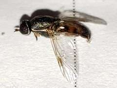 Brachycara slossonae