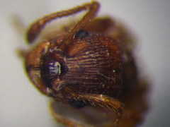 Myrmica sabuleti