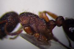 Myrmica sabuleti