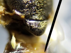 Brachycara slossonae