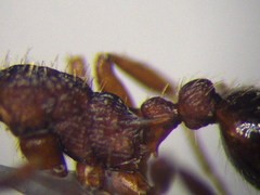 Myrmica sabuleti