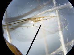 Brachycara slossonae