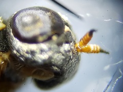 Brachycara slossonae